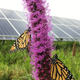 Courtesy of Prairie Restorations